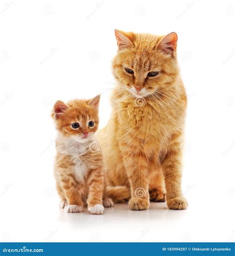 cat stock photo|photos of cats and kittens.